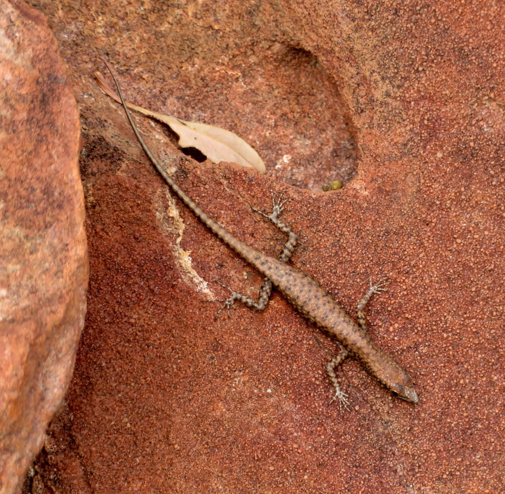 Dappled Snake-Eyed Skink
