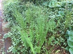 Dryopteris × australis