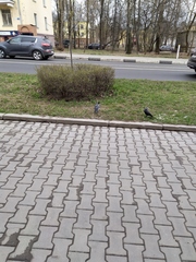 Corvus monedula