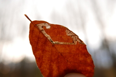 Stigmella hemargyrella