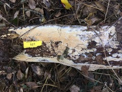 Trechispora farinacea