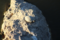 Graptemys pseudogeographica