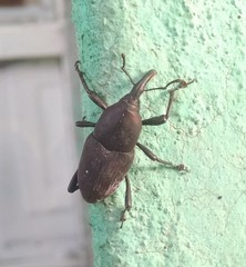 Cactophagus spinolae validus