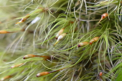 Dicranoloma menziesii