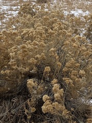 Ericameria nauseosa