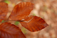 Stigmella hemargyrella