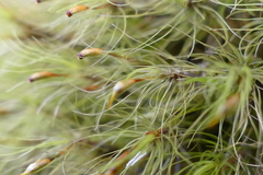 Dicranoloma menziesii