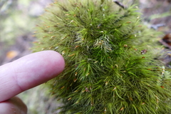 Dicranoloma menziesii