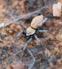 Asemesthes subnubilus