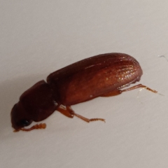 Tribolium castaneum
