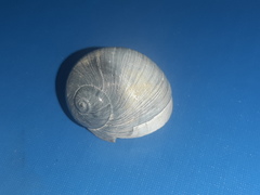 Naticarius stercusmuscarum