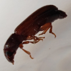 Tribolium castaneum