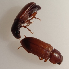 Tribolium castaneum