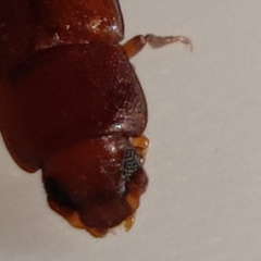 Tribolium castaneum