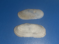 Azorinus chamasolen
