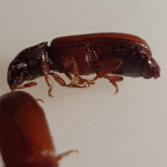 Tribolium castaneum