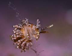 Eubranchus vittatus
