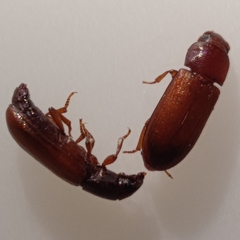 Tribolium castaneum