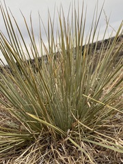 Yucca glauca
