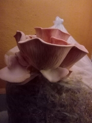 Pleurotus djamor roseus