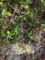Eupatorium subvenosum