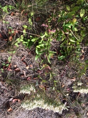 Eupatorium subvenosum