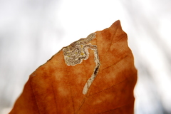 Stigmella hemargyrella