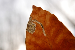 Stigmella hemargyrella