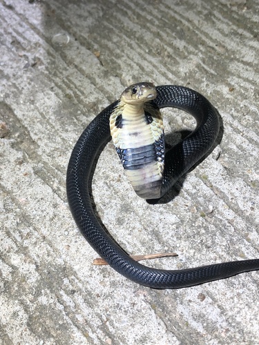 Chinese Cobra