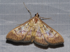 Mimorista