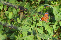 Danaus genutia