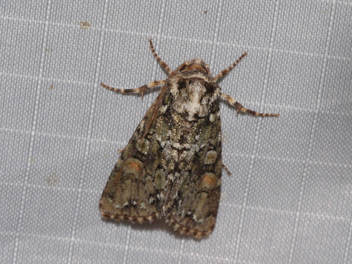 Mimobarathra antonito