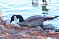 Branta canadensis