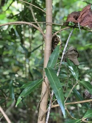 Licaria parvifolia