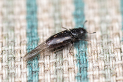 Glischrochilus vittatus