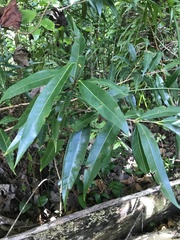 Licaria parvifolia
