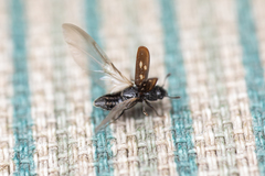 Glischrochilus vittatus