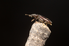 Glischrochilus vittatus