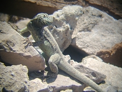 Microlophus atacamensis