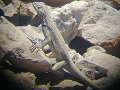 Microlophus atacamensis