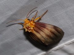 Eulithosia plesioglauca