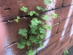 Oxalis corniculata