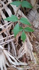 Toxicodendron radicans image