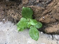Parietaria