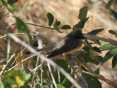 Rhipidura rufiventris