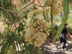 Corymbia opaca