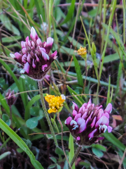 Trifolium amoenum