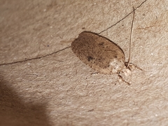 Agonopterix subpropinquella