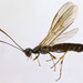 Stem Sawflies - Photo (c) janet graham, some rights reserved (CC BY)
