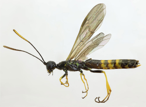 Stiebiniai pjūkleliai nuotrauka